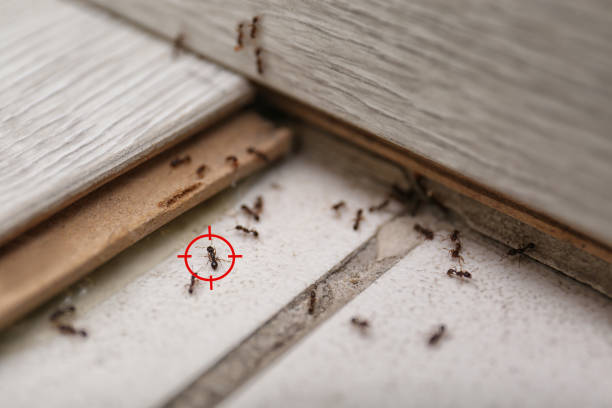 Best Spider Control Near Me  in Belding, MI