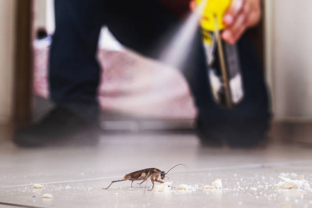Flea Control Services in Belding, MI