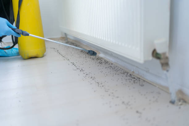 Best Mosquito Control Services  in Belding, MI